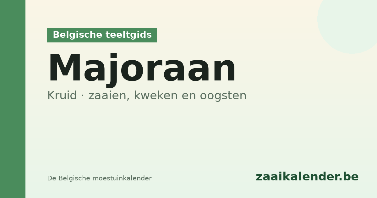 Majoraan planten België