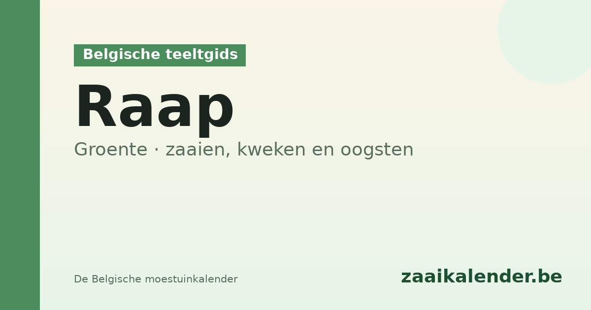 Rapen zaaien in België – Mei- en herfsrapen kweken