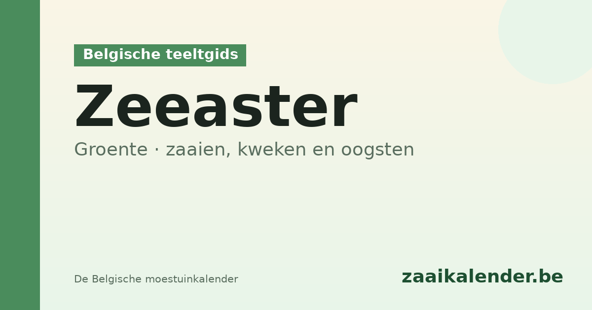 Zeeaster planten België